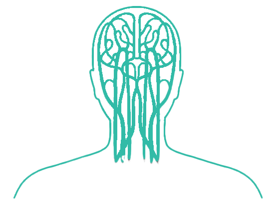 icone vert sur fond transparent représentant la silhouette d'une tête jusqu'aux épaules dans laquelle on aperçoit un cerveau avec des départs de terminaisons nerveuses